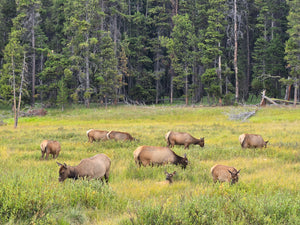 Yellowstone to Glacier National Parks Tour - PRIVATE