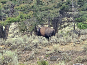 Yellowstone to Glacier National Parks Tour - PRIVATE