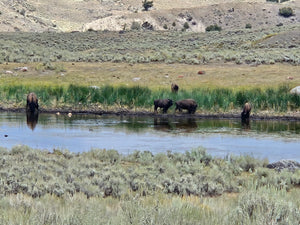 Yellowstone to Glacier National Parks Tour - PRIVATE