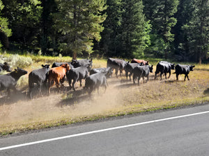 Yellowstone to Glacier National Parks Tour - PRIVATE