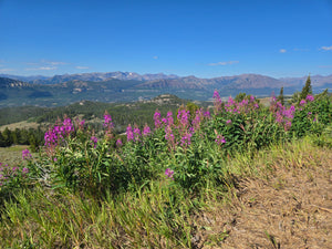 Yellowstone to Glacier National Parks Tour - PRIVATE