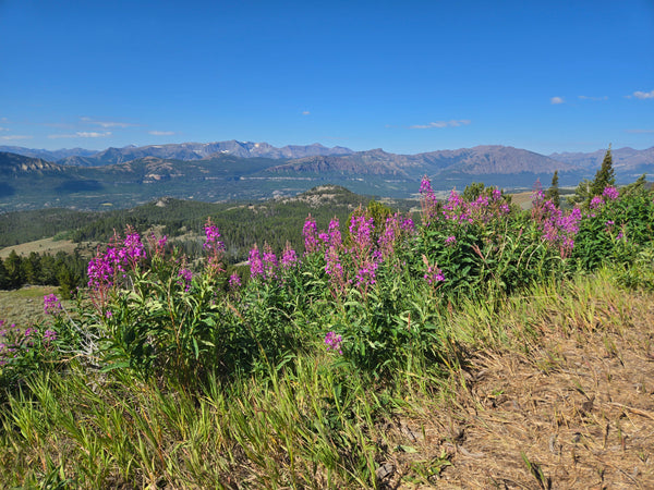 Yellowstone to Glacier National Parks Tour - PRIVATE