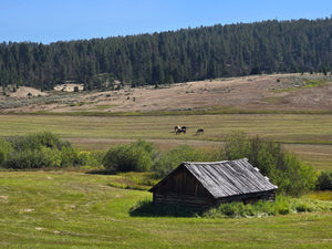 Yellowstone to Glacier National Parks Tour - PRIVATE