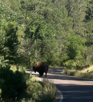 Mickelson Trail & Black Hills Ramble