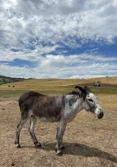 Mickelson Trail & Black Hills Ramble