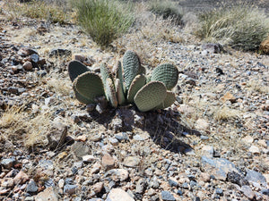 Death Valley Tour