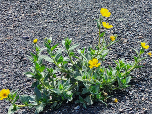 Death Valley Tour