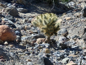 Death Valley Tour