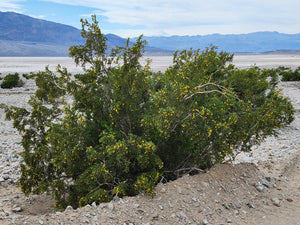 Death Valley Tour