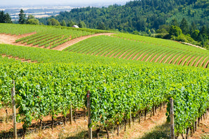 Columbia River Gorge and Willamette Valley Tour